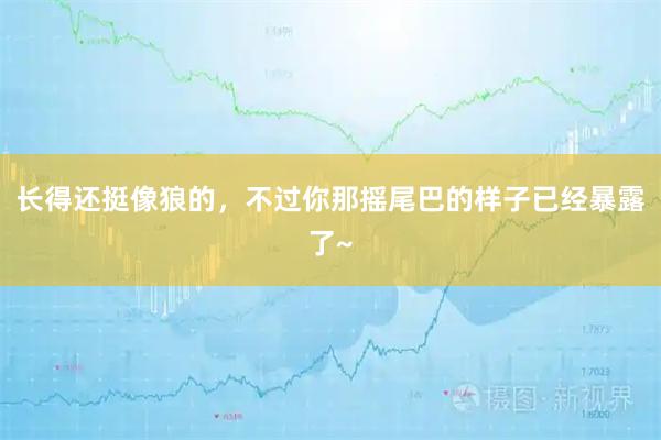 长得还挺像狼的，不过你那摇尾巴的样子已经暴露了~